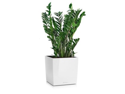 Zamioculcas zamiifolia - v kvetináči Lechuza Cube 40 all-in-one set