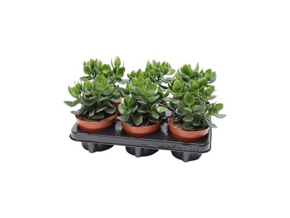 Crassula ovata ´Hulk´ R12 V20cm
