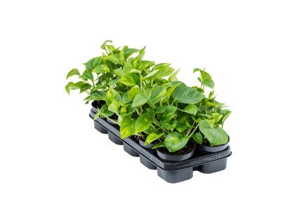 Scindapsus (Epipremnum) ´Global Green´ R12 V25cm