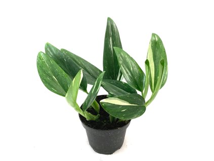 Philodendron ´Cobra´ R13 V25cm