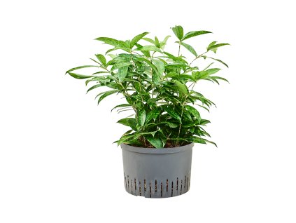 Dracaena surculosa tuft 28/19 V80cm
