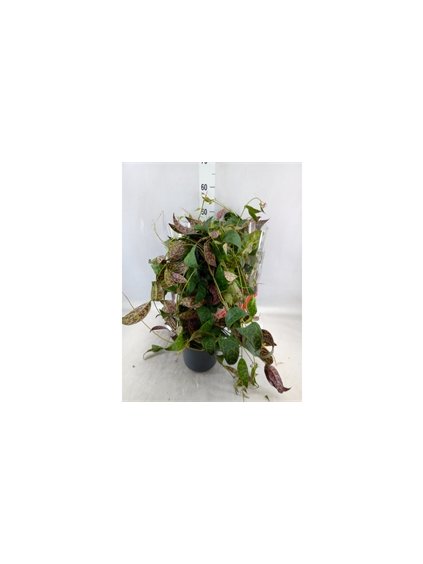 Aeschynanthus_marmoratus