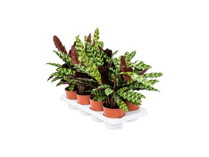 Calathea insignis R14 V45cm