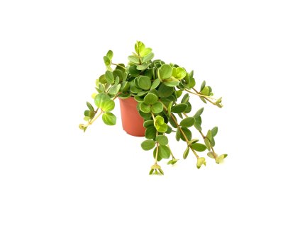 Peperomia tetraphylla ´Hope´ V15cm