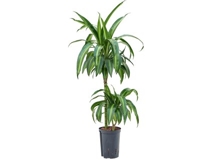 Dracaena hawaiian sunshine (45-15) 15/19 V80 cm