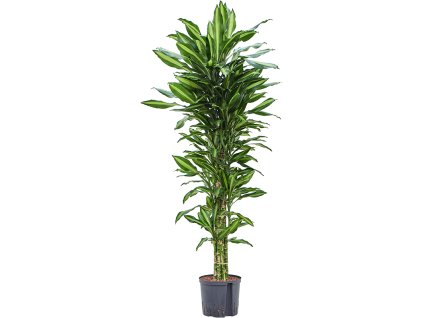 Dracaena cintho rozkonárená 22/19 V150cm