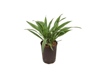 Dracaena deremensis hlava 2pp 15/19 V45cm