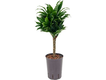 Dracaena fragrans compacta (30) 15/19 V50cm