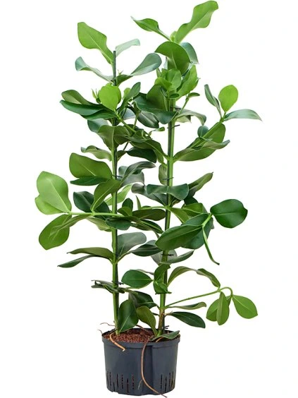 Clusia rosea R28cm V110cm