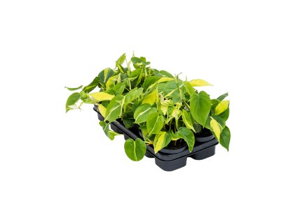 Philodendron scandens ´Brasil´ R12 V20cm