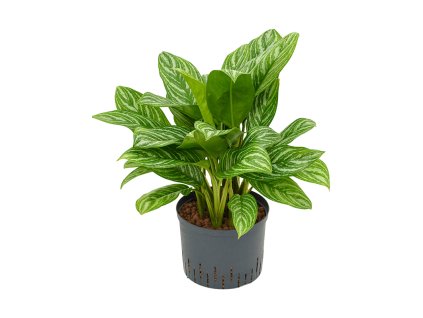 Aglaonema ´Stripes´ 25/19 V70cm