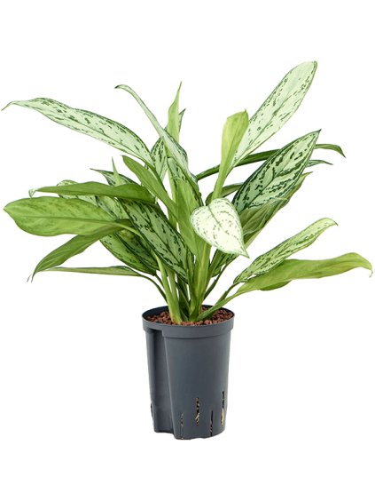 Aglaonema 'Silver King' V45cm