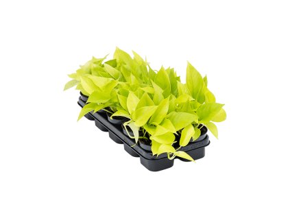 Scindapsus (Epipremnum) ´Golden Pothos´ R12 V20cm