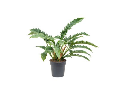 Philodendron 'Narrow' V80cm