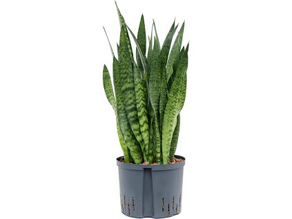 Sansevieria zeylanica tuft 25/19 V70cm