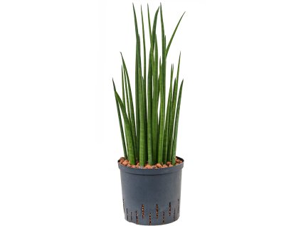 Sansevieria spikes 22/19 V65cm