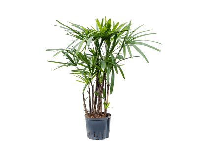 Rhapis excelsa 22/19 V80cm