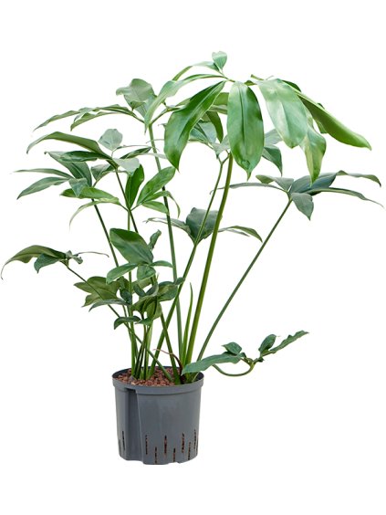 Philodendron 'Green Wonder' V80cm