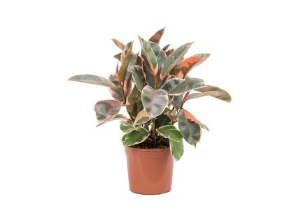 Ficus elastica ´Belize´ R24 V65cm
