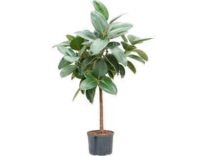 Ficus elastica ´Robusta´ na kmeni 25/19 V130cm