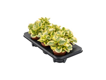 Peperomia obtusifolia 'Obtipan Bicolor' 6/tray R12cm V20cm