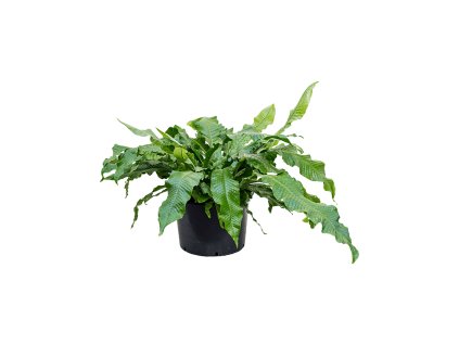 Microsorum crocodyllus V65cm