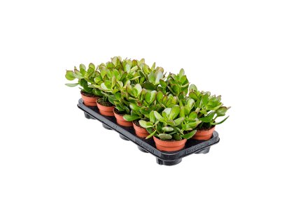Crassula ovata R12 V20cm