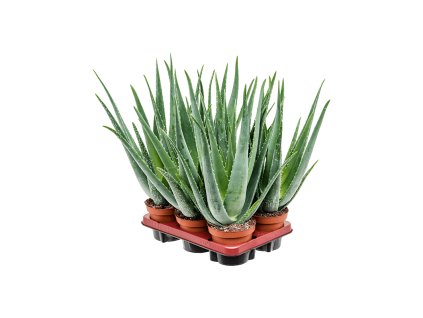 Aloe vera barbadensis R14 V45cm