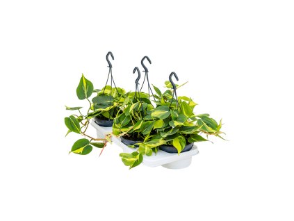 Philodendron scandens ´Brasil´ v závesnom kvetináči R15 V30 cm