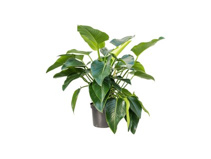 Philodendron green beauty R32 V130cm