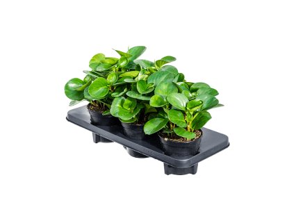 Peperomia obtusifolia "Green" R14 V25cm