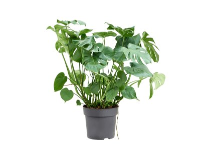 Monstera deliciosa V100cm