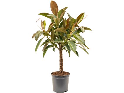 Ficus elastica 'Melany' (3-kmienok) R21 V90cm