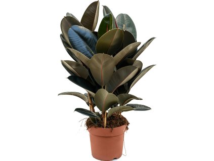 Ficus elastica "Abidjan" R24 V80cm