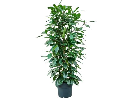 Ficus cyathistipula tuft R35 V160 cm