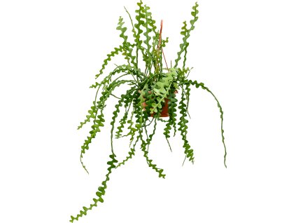 Epiphyllum anguliger R21cm V40cm