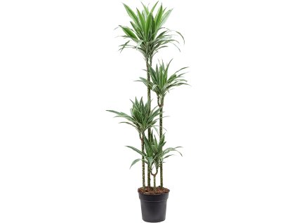 Dracaena deremensis (120-90-60-30) R27 V170cm