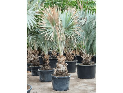 Bismarckia nobilis (300-400), 75, 350cm