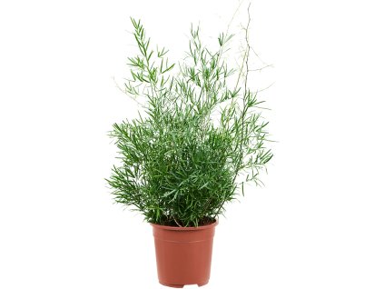 Asparagus falcatus V75cm