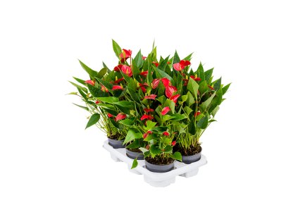 Anthurium andraeanum ´Million Flower´ R12 V35cm