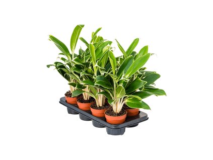 Aglaonema 'White Lime' 8/tray V35cm