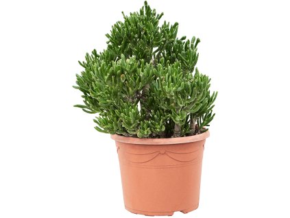 Crassula ovata 'Horntree' V55cm