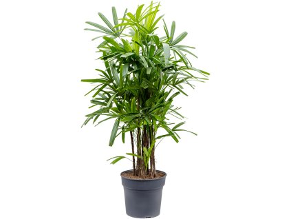Rhapis excelsa tuft R34 V160cm