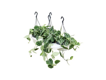 Scindapsus pictus v závesnom kvetináči R15 V25cm
