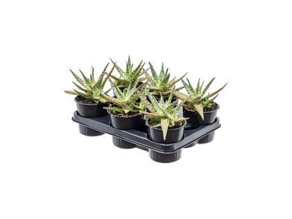 Aloe ´Croco Gem Orange´ R12 V25cm