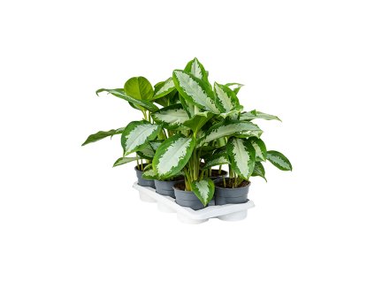 Aglaonema ´Diamond Bay´ R17 V55cm