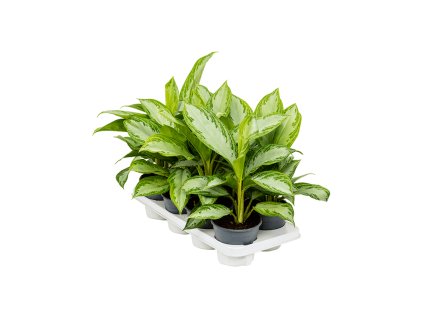 Aglaonema ´Silver Bay´ R14 V35cm