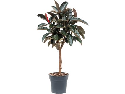 Ficus elastica "Abidjan" R30 V140cm