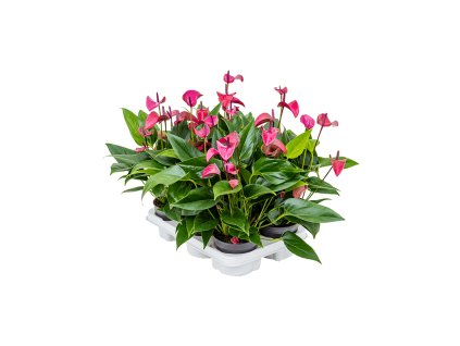 Anthurium andraeanum ´Cirano´ R12 V40 cm
