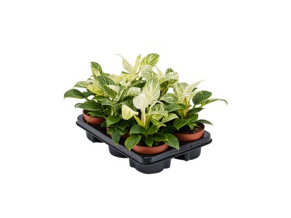 Philodendron birkin ´White Wave´ R12 V25cm
